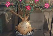 Adenium somalense 'Nova Tanzania' -paket od 5 semenki